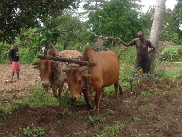 A Farmer Uses the New Neck Collars