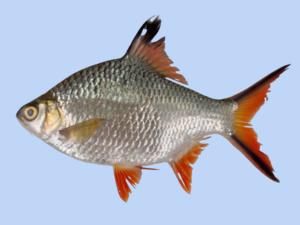 Photo of the confirmed Barbonymus schwanefeldii (tinfoil barb) specimen caught in Laguna de Bay in 2024
