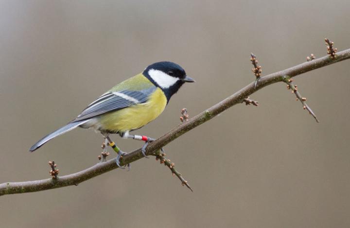 Wild Passerine Birds