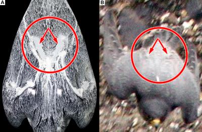 Falcon Feathers during High Speed Dive
