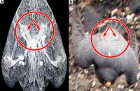 Falcon Feathers during High Speed Dive