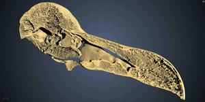 DodoScan-NaturalHistoryMuseumDenmark