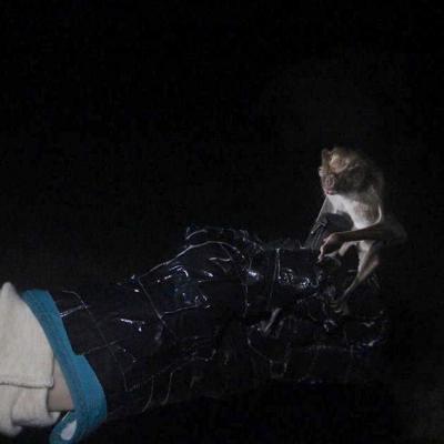 Vampire Bats Found to Carry Infectious Bacteria at High Rates