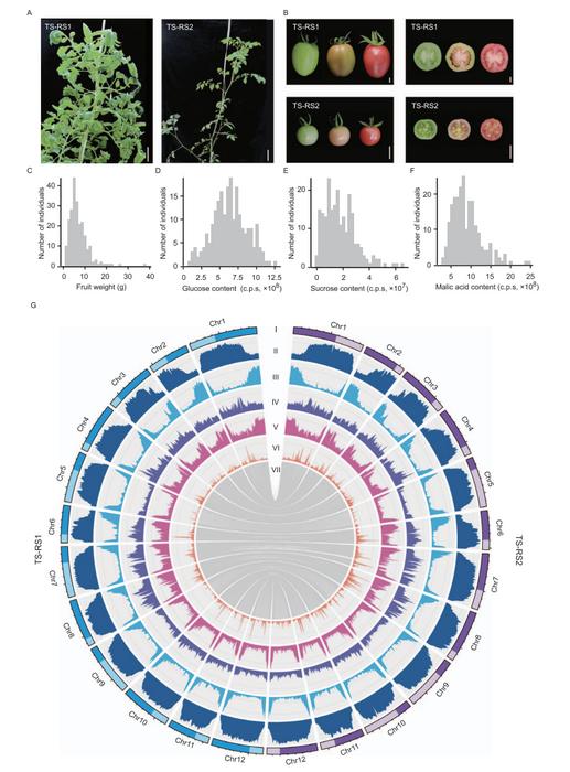 S. lycopersicum (TS-RS1) 和 S. pimpinellifolium (TS-RS2) 的形态和基因组特征。