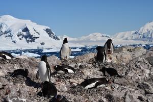 Gentoo colony at Neko Harbour