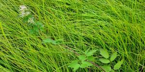 Thalictrum flavum