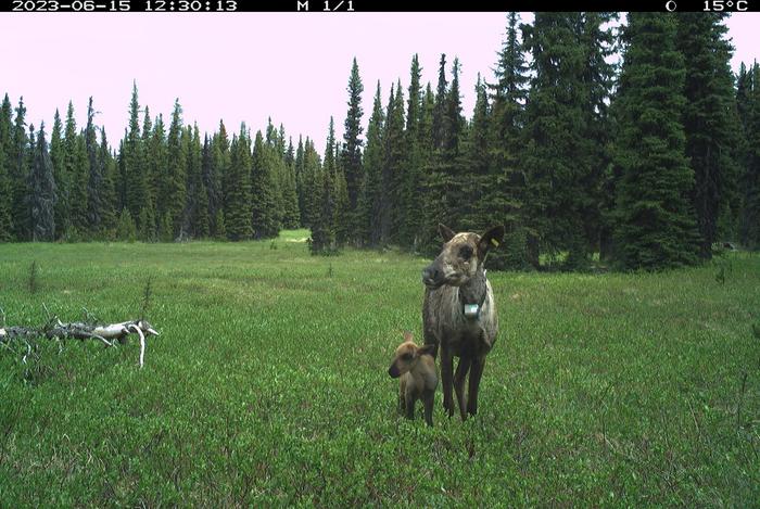 Camera Trap Image of Collared Female Caribou with Calf