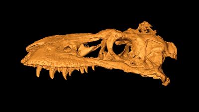 Scanned Skull