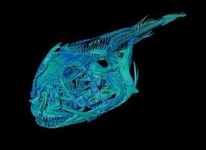 A 3D scan of a notothenioid