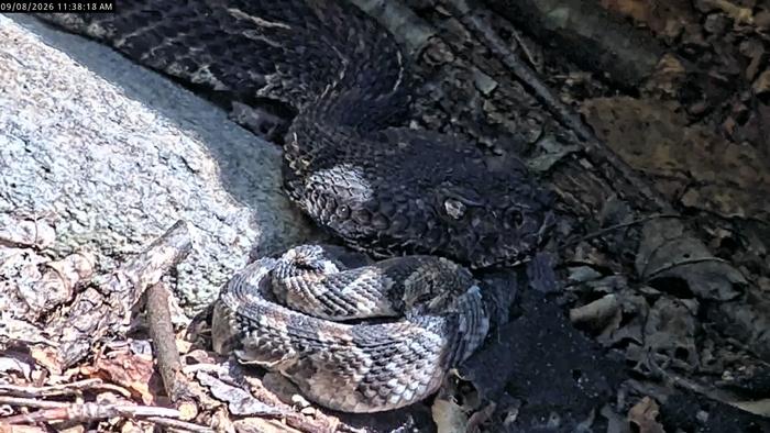 Photo 3 (Pennsylvania RattleCam)