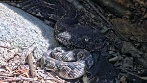 Photo 3 (Pennsylvania RattleCam)