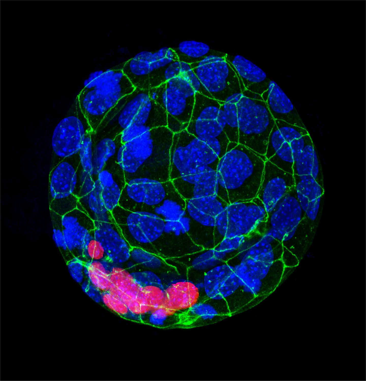Blastocyte 5 Days of Development