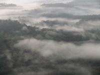 Amazon Rainforest 3