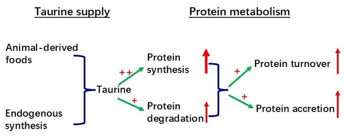 TAURINE SUPPLY AND ITS IMPACT ON PROTEIN METABOLISM IN ANIMALS.