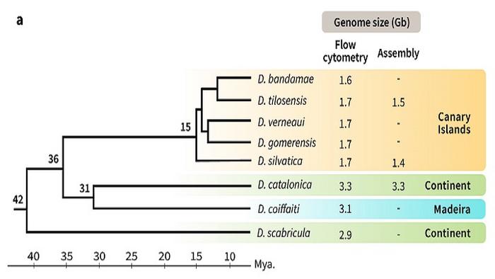 Deciphering the mechanisms of genome size evolution