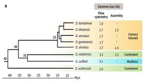 Deciphering the mechanisms of genome size evolution