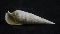 Rise of Predators Transformed Ocean Life on Scale of Mass Extinction