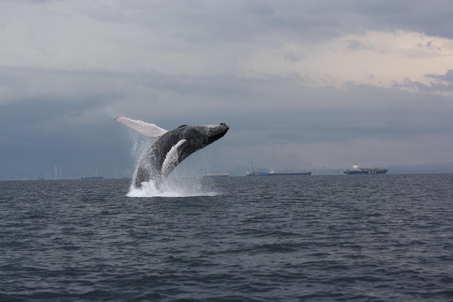 Humpback Whale at Panama Canal