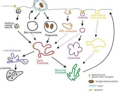 Endocytic Routes