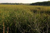Cattail Monoculture