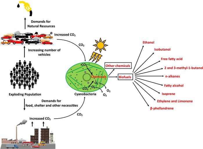Sun-Powered ‘Green Oil’: UC Berkeley Review Says Engineered Cyanobacteria Can Pump Out