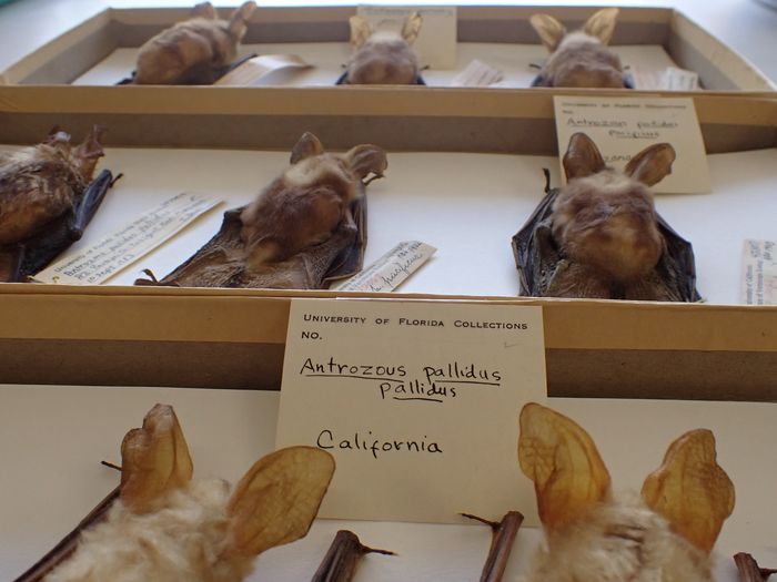 Species That Use Torpor More Vulnerable to Warming Temperatures