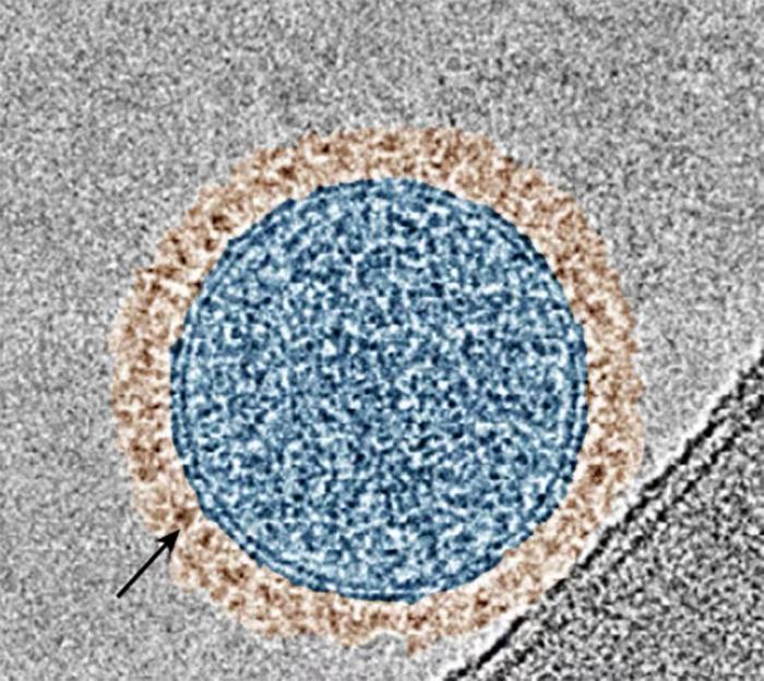 color-enhanced microscope image