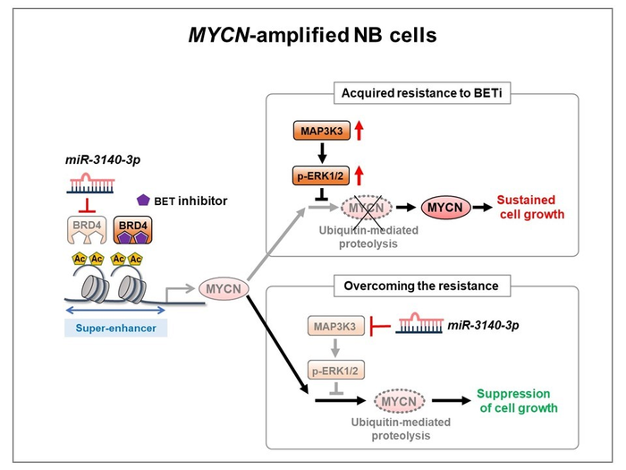 Figure 2. Diagram summarizing the mechanism by which miR-3140-3p overcomes the acquired resistance to BETi in NB cells