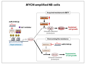 Figure 2. Diagram summarizing the mechanism by which miR-3140-3p overcomes the acquired resistance to BETi in NB cells