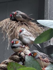 Zebra finches