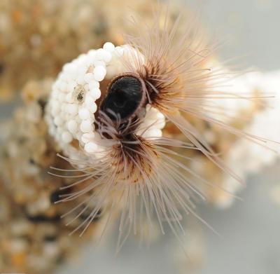 Sancastle Worm