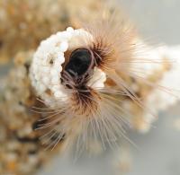 Sancastle Worm