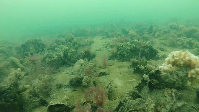 Oyster Restoration in Chesapeake's Harris and Broad Creeks