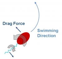 Bacterial Stroke