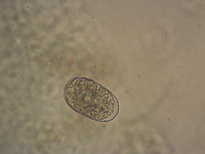 Testing Program Monitors Stability of Vaccines for Neglected Tropical Diseases