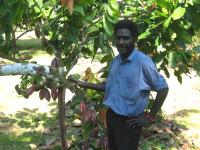 Cacao Tree