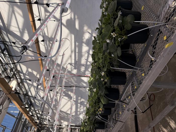 Strowberries in UT Institute of Agriculture greenhouse
