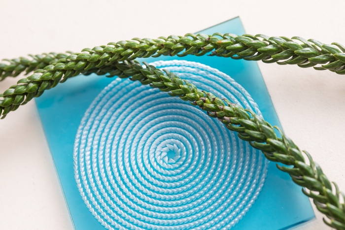 Araucaria leaf and the Araucaria leaf-inspired surface