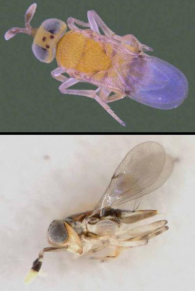 Helpful Wasps