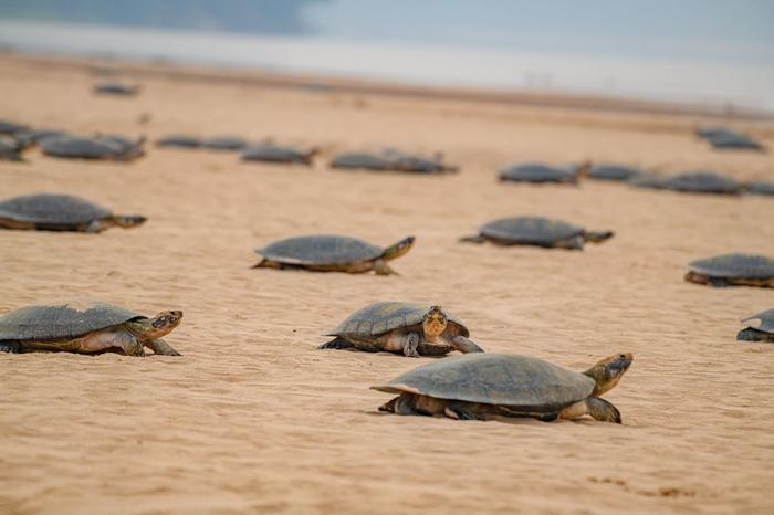 River turtles