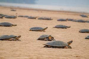 River turtles