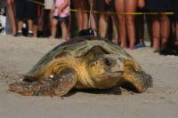 Loggerhead turtles