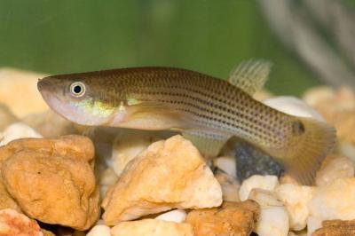 Predators Do More Than Kill Prey