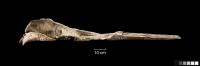 Ancient Whale Upper Jaw and Skull