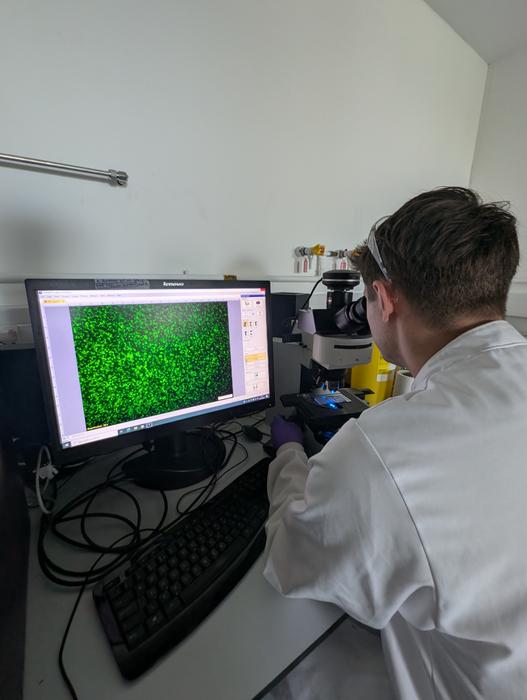 Viewing protoplast using fluorescent microscope