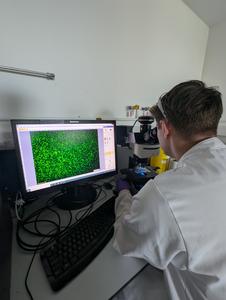 Viewing protoplast using fluorescent microscope