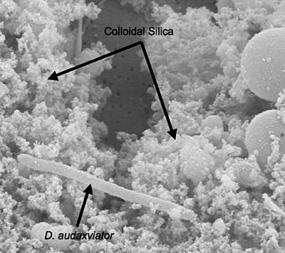 Strange New Bacteria