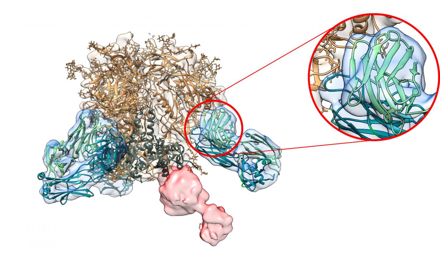 HIV Proteins