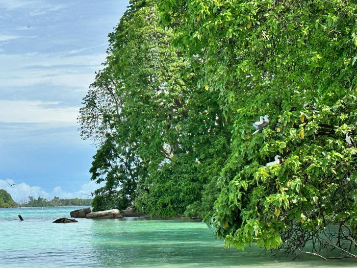 Trees host seabirds on Palmyra Atoll