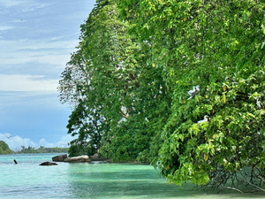 Trees host seabirds on Palmyra Atoll